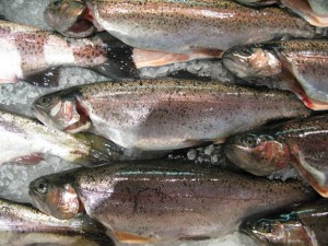 Fresh Trout from the Bibury Trout Farm