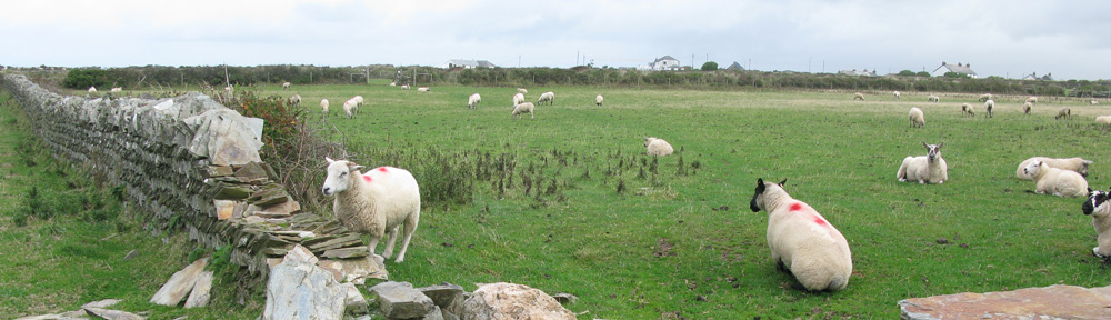 IrishTwit