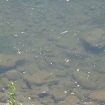 Find the Rock Fish