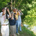 ... or is that an Osprey or immature Bald Eagle?