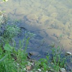 Find the Snake