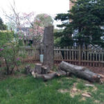 The Maple Stump before Carving