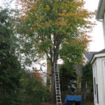 The Maple before Felling